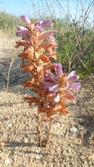 Phelipanche arenaria