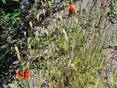 Papaver arenarium