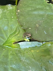 Rana temporaria