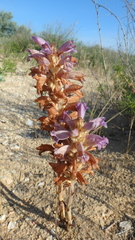 Phelipanche arenaria