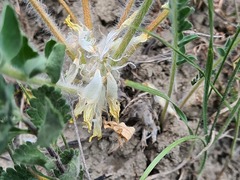 Astragalus angustiflorus