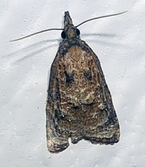 Platynota idaeusalis