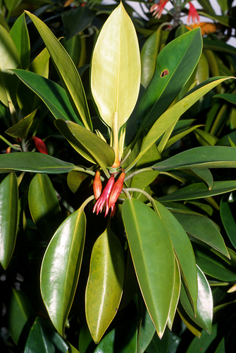 Oriental mangrove (Bruguiera gymnorhiza)