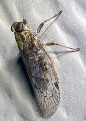Melanoliarus aridus
