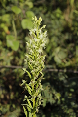 Angiospermae
