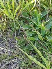 Plantago lanceolata