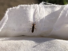 Heteroptera