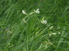 Lathyrus pallescens