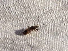 Heteroptera