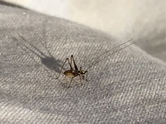 Orthoptera