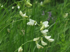 Lathyrus pallescens