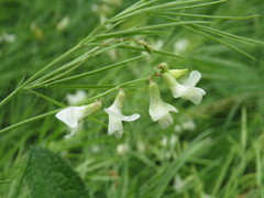 Lathyrus pallescens
