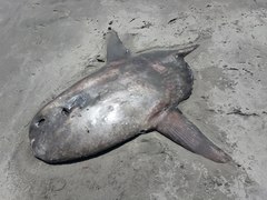 Masturus lanceolatus