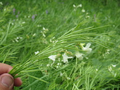 Lathyrus pallescens