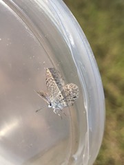 Lepidoptera