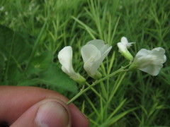 Lathyrus pallescens