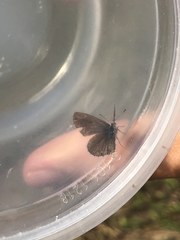 Lepidoptera
