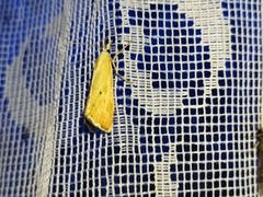 Xanthocrambus saxonellus