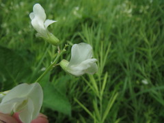 Lathyrus pallescens
