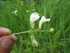 Lathyrus pallescens