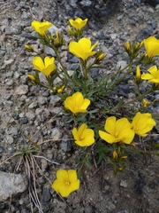 Linum campanulatum
