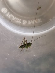 Orthoptera