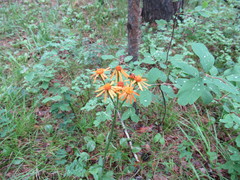 Tephroseris porphyrantha