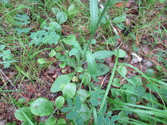 Tephroseris porphyrantha