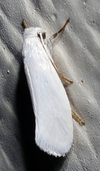 Prodoxidae