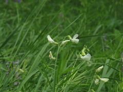 Lathyrus pallescens