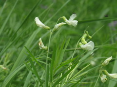 Lathyrus pallescens