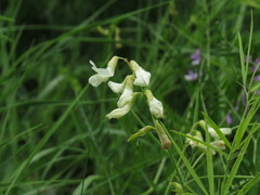 Lathyrus pallescens