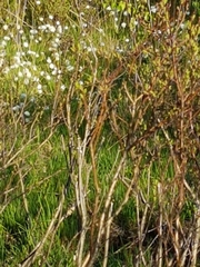 Angiospermae
