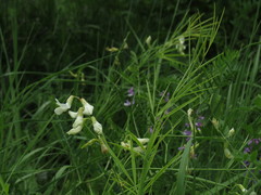 Lathyrus pallescens