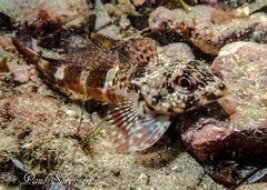 Dragonet photo 4