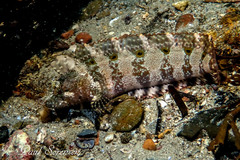 Johnston's Weedfish photo 3