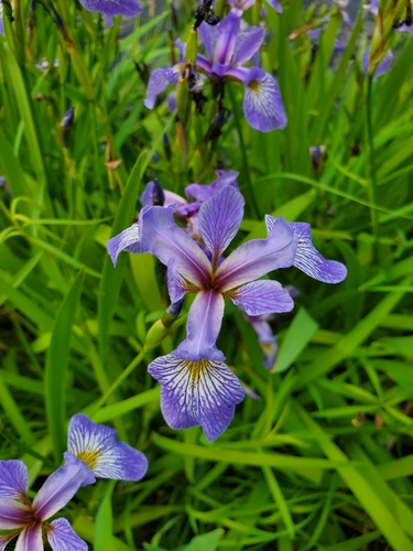 Iris versicolor