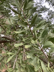 Gymnosporia buxifolia