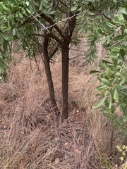 Gymnosporia buxifolia