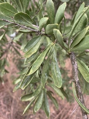 Gymnosporia buxifolia