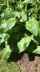Rumex