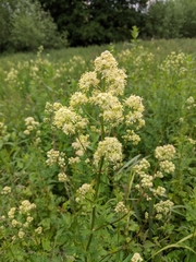 Thalictrum flavum