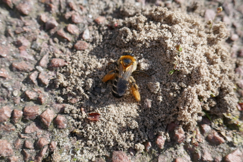 Common Pantaloon Bee, Zwolle, Overijssel, Netherlands, photo 6 of 10