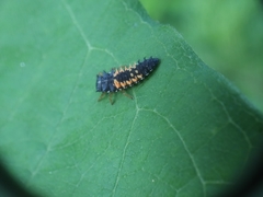 Harmonia axyridis
