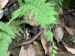 Scincella formosensis