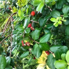 Myrcianthes fragrans