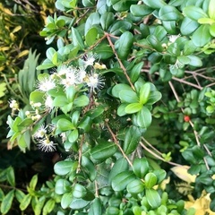 Myrcianthes fragrans