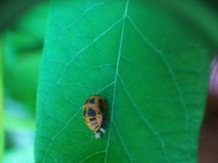 Harmonia axyridis