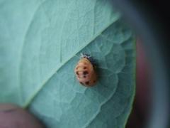 Harmonia axyridis