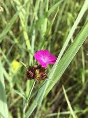 Dianthus andrzejowskianus